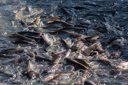 淡水鱼群聚 在河中食用杂粮农场团体框架橙子人群蛇鱼黑鱼荒野池塘野生动物图片