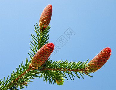 fir 树锥松果季节宏观植物树木蓝色装饰品锥体针叶云杉图片