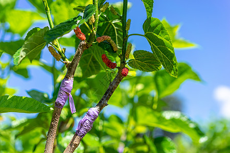 在园圃树枝上涂抹毛莓塑料叶子植物学生长水果园艺克隆培育分层木头图片