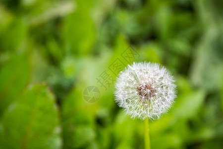 普通的达德利翁塔拉克辛 花朵的顶端视图环境自由种子生活脆弱性杂草后代植物时间季节图片