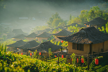 茶叶植树图片