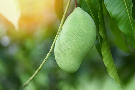 树上的芒果树上挂着生芒果 夏季水果有叶叶背景g小吃甜点收成橙子植物食物团体热带异国营养背景