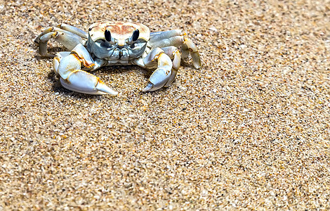 热带沙滩上的螃蟹 腊蟹图片