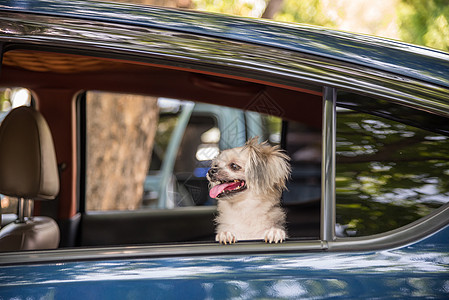 好可爱的狗狗 坐在车里等旅行运输幸福座舱贵宾蓝色乐趣朋友喜悦美丽训练图片