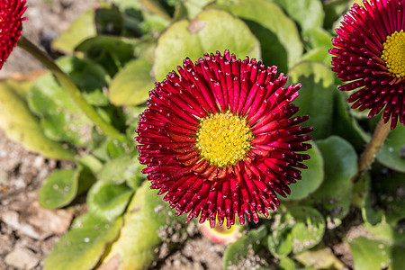 公园中的红黄金黄色草药草绿色家族雏菊花坛棕色花朵红色杂草植物花园图片