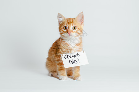 姜小猫 脖子上有个标志 在轻光背景上宠物工作室猫科传奇庇护所小猫题记婴儿纸牌浅色图片