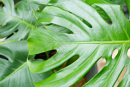 绿色龟背竹植物叶子背景图片
