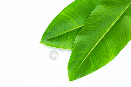 白色背景上的蝎尾蕉叶植物墙纸生长菜肴生活热带叶子食物生态膳食图片