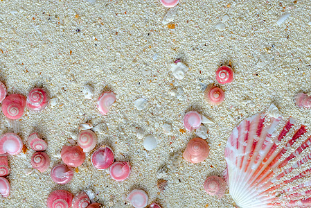 粉色纽扣蜗牛和扇贝壳图片