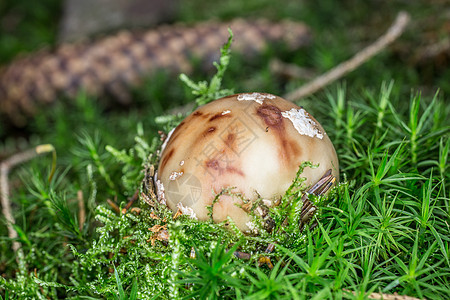 苔中颗粒的青蛙蘑菇森林花叶土壤苔藓棕色绿色帽子实体毒蘑菇图片