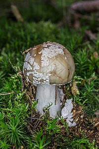 苔中颗粒的青蛙绿色森林花叶苔藓星苔毒蘑菇帽子棕色实体边缘图片