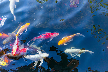 池塘中的小海鱼园林热带金鱼野生动物爱好情调锦鲤植物水池宠物图片