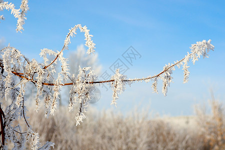 覆盖了树木的树枝环境白色雾凇场景空气季节天气生态时间森林图片