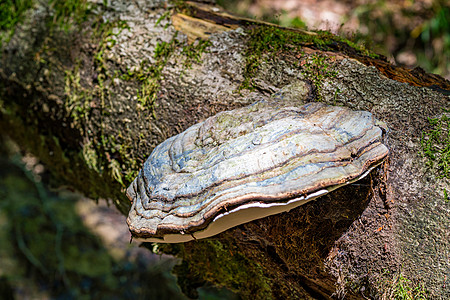 秋天的魔幻蘑菇金子地面生态美味落叶森林食物公园苔藓植物图片