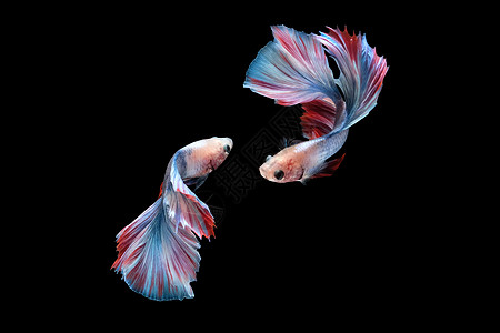两只在黑背景上隔离的跳舞比塔西亚米斯打架鱼蓝白红色红颜色的双尾尾金雀运动彩虹蓝色芨芨草异国斗争大理石摄影连体游泳图片