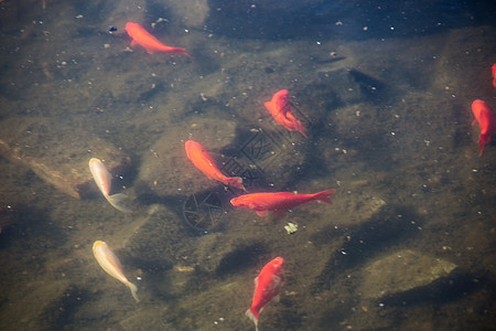 金鱼在池塘游泳鱼缸反思动物红色食物图片