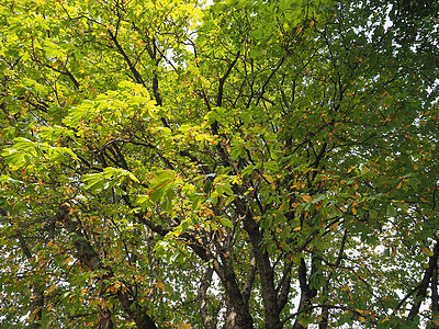 康克树(Conker树)背景图片