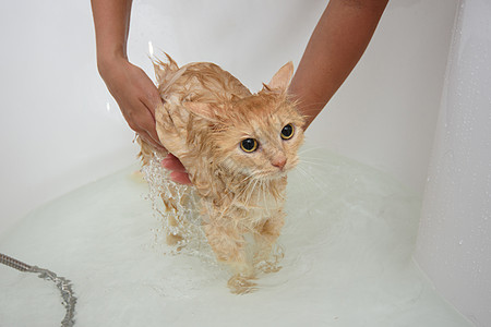 猫水女主人帮家猫洗澡 猫站在水里一个宽敞的浴缸里背景