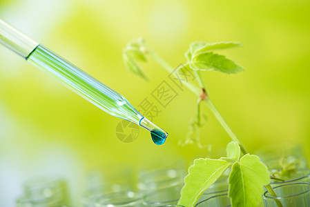 向年轻采样厂投下绿色样品化学剂实验室液体植物技术器皿科学家制药管子测试科学图片