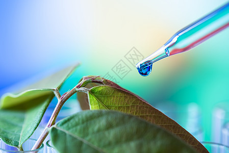向年轻采样厂投下绿色样品化学剂微生物学蓝色化学品叶子生态植物实验室玻璃烧瓶医生图片