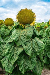 田野上生长的金色大金子植物群花粉场地植物学太阳蓝色种植园晴天天空农业图片