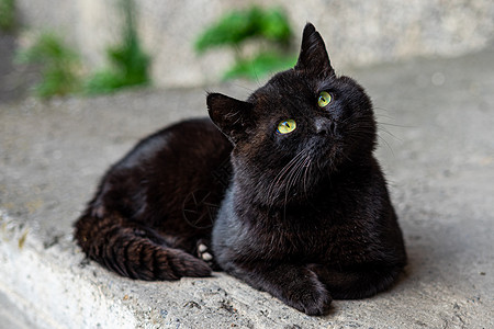 绿眼大黑猫在沥青上猫科眼睛哺乳动物毛皮宠物小猫动物绿色孤独街道图片