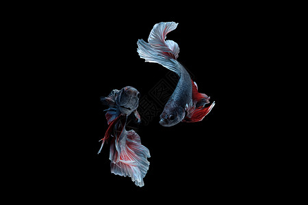两个跳舞的贝塔西亚梅斯人打架鱼 半月半月红白色的玫瑰尾巴宏观拼贴画连体照片情调动物游泳仪式斗争摄影图片
