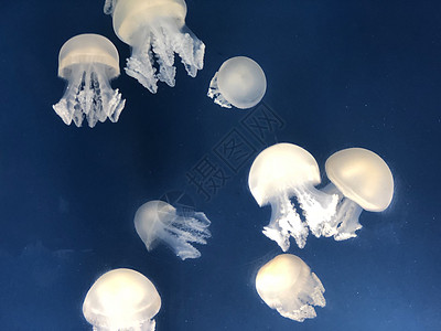 迪拜迪拜市Dubai Mall水族馆的Jelly鱼海洋生物蓝色动物生物生活海洋游泳图片