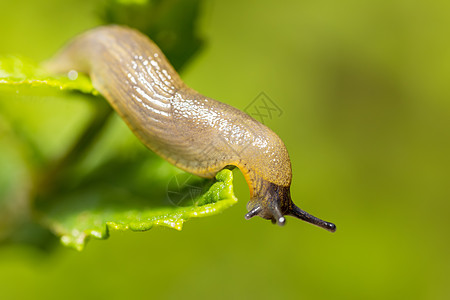 小型花园鼻涕食植物眼睛动物控制粘液蜗牛害虫孤独螺旋宏观踪迹图片