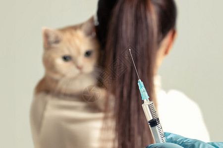 有个年轻女孩带着可爱的奶油猫 在兽医处准备接种疫苗图片
