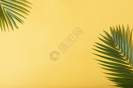 在黄色背景的绿色热带棕榈叶与阳光 最小的夏季创意平躺棕榈树叶海滩叶子桌子情调植物空白丛林异国图片