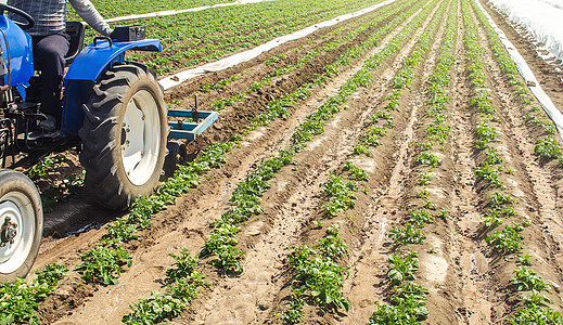 拖拉机在马铃薯种植园的行间犁地 作物护理 改善地面质量 让水和氮气进入根部 农业产业图片