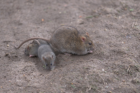 一家三口的棕色大鼠 母亲和两个孩子 在潮湿泥土中觅食图片