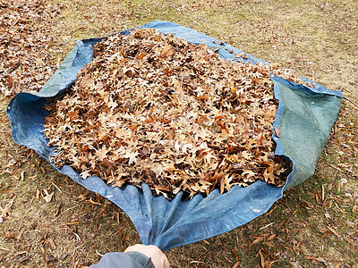 秋天或冬天拉着蓝色薄布和棕色落叶篷布树叶院子防水叶子打扫草地碎片垃圾图片