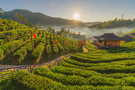 Rak Thaih村 大自然的茶叶种植园 山日图片