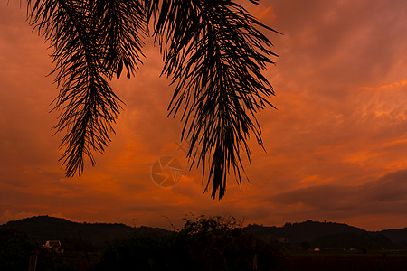 由棕榈树在异常火热的红色热带日落背景下 依着棕榈树环绕而行风景椰子金子异国旅行情调假期海滩娱乐天空图片