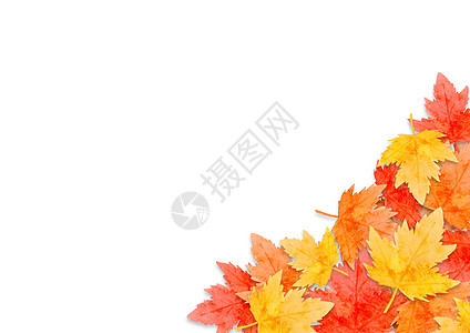 在白色背景下孤立的秋季森林概念中的红叶框架 平面布局 viewcopy 空间水彩问候艺术季节收成插图绘画环境叶子橙子图片