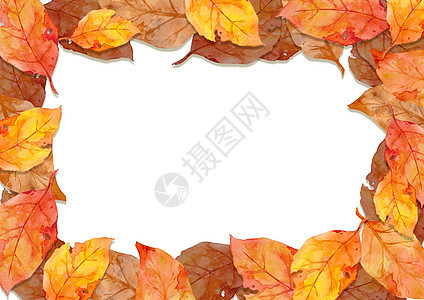 在白色背景下孤立的秋季森林概念中的红叶框架 平面布局 viewcopy 空间绘画插图收成感恩季节祝福横幅艺术橙子环境图片