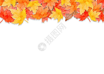 在白色背景下孤立的秋季森林概念中的红叶框架 平面布局 viewcopy 空间环境横幅感恩植物季节绘画祝福水彩收成问候图片