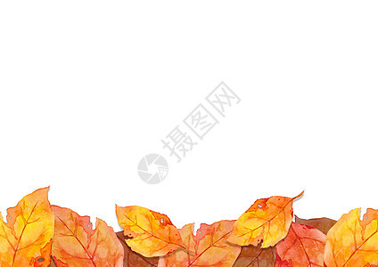 在白色背景下孤立的秋季森林概念中的红叶框架 平面布局 viewcopy 空间季节橙子收成环境祝福感恩叶子横幅绘画插图图片