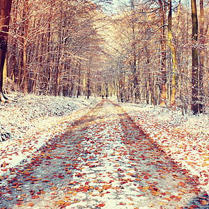 冬天初的森林下有白毛树下的雪道橡树大街踪迹车道湿度雪花新雪橙叶风景小路背景图片