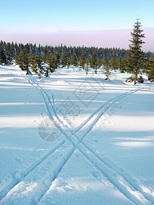 在冬季山上穿越国家滑雪的两条路越野高地跑步云杉降雪木头风景场景生活大雪图片