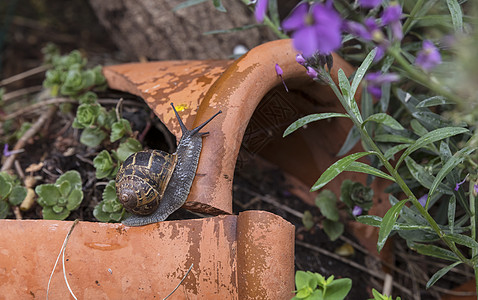 园中棕色花园蜗牛高清图片