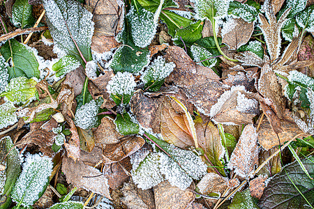 棕色落叶在秋末或冬季初时涂满了橡皮霜水晶白色季节天气霜花宏观植物背景图片