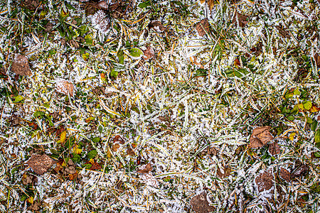 棕色落叶在秋末或冬季初时涂满了橡皮霜季节叶子白色水晶宏观天气植物去角化霜花绿色背景图片