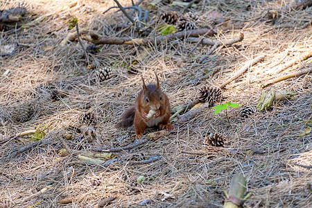 红松鼠在森林中觅食森林尾巴毛皮坚果哺乳动物眼睛荒野红色公园头发图片