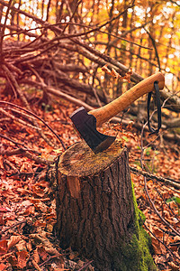 在秋林的树桩上扎起斧子图片