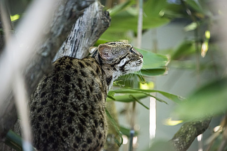 猫与树素材被囚禁的豹猫眼睛绿色条纹哺乳动物生存毛皮蛲虫荒野捕食者信托背景
