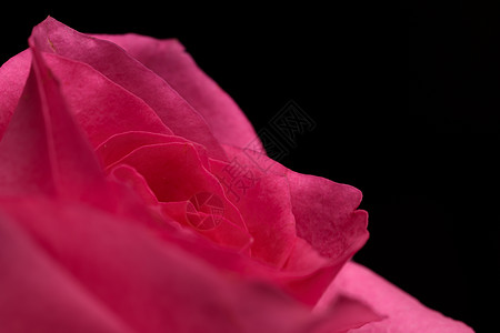 单粉色玫瑰花花宏观脆弱性季节植物活力背景粉红玫瑰玫瑰花粉红色花瓣图片