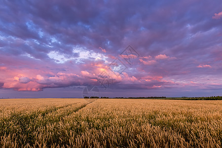 田野上闪耀着年轻的黄金小麦或满天云彩的黑麦天空农场粮食收成橙子地平线紫色国家场地场景图片